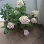 Nada * Srima